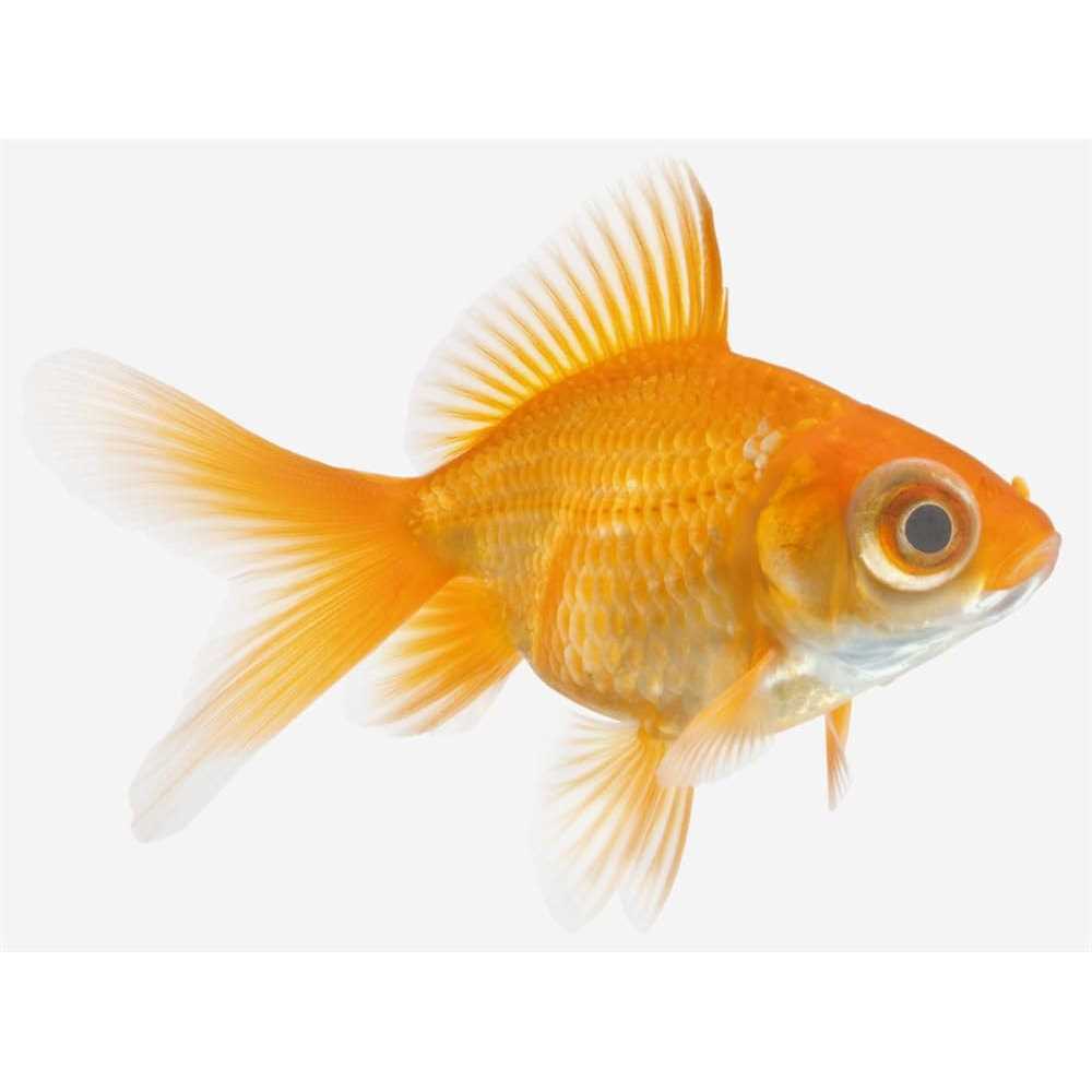 KanaPlex Pet Supplies I52178