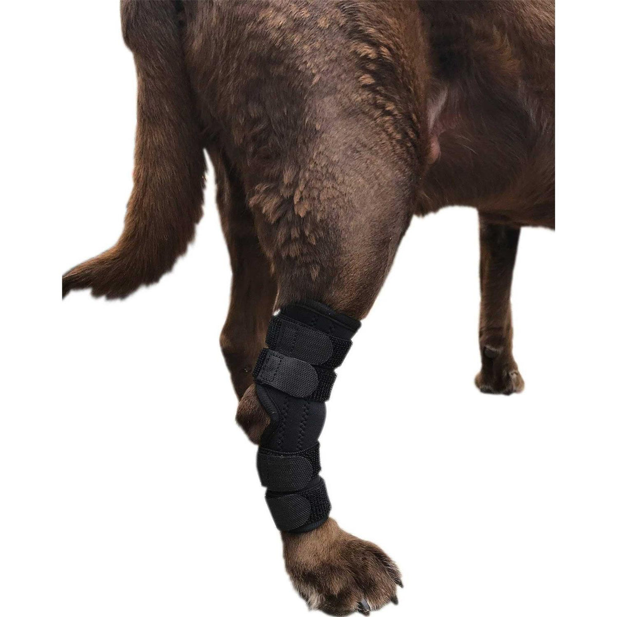 Dog Rear Leg Hock Joint Wrap Brace X38690