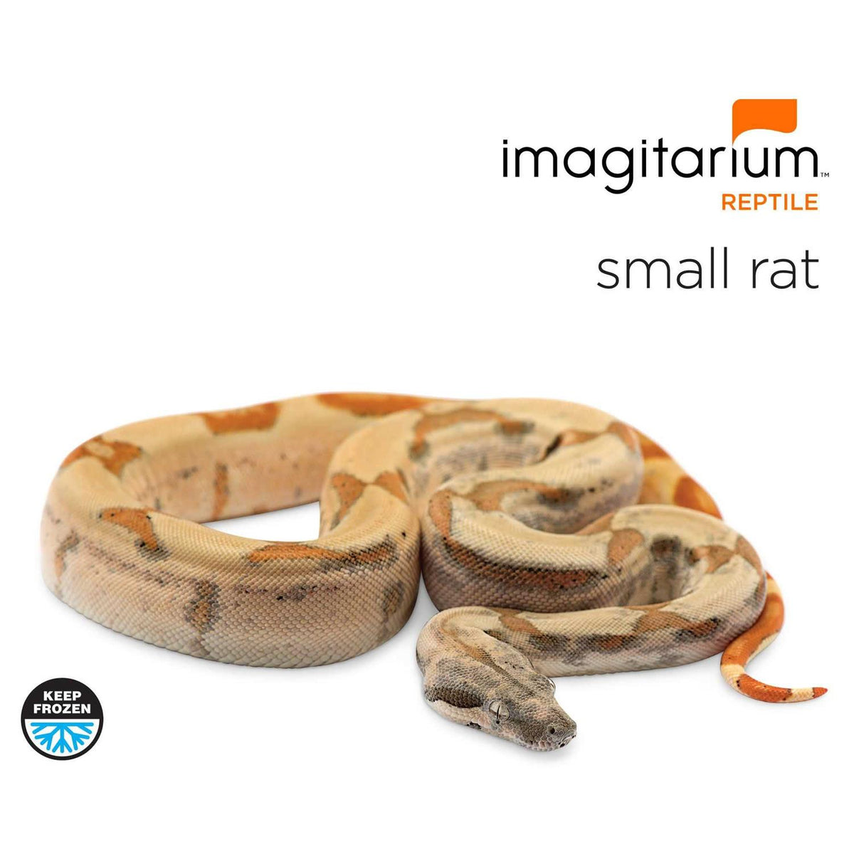 Small Pet Rat Q1731