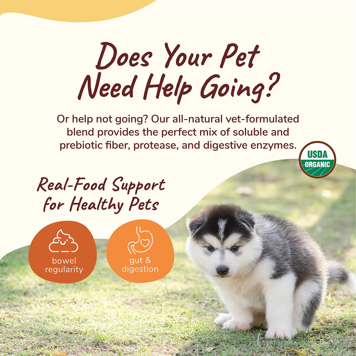Organic Pumpkin Powder for Dogs & Cats 8 Oz N39960