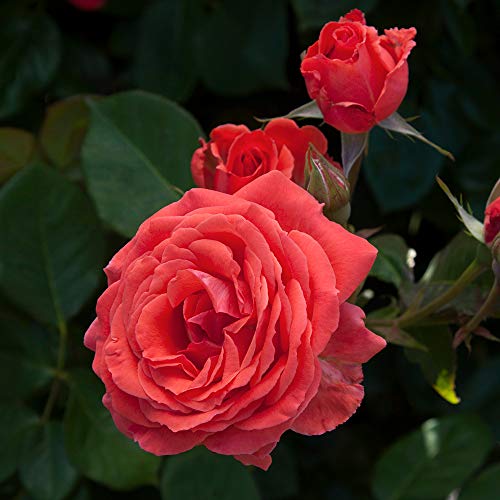 Fragrant Climbing Rose Live Plant E516357