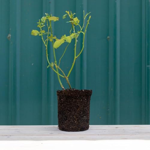 Fragrant Climbing Rose Live Plant E516357