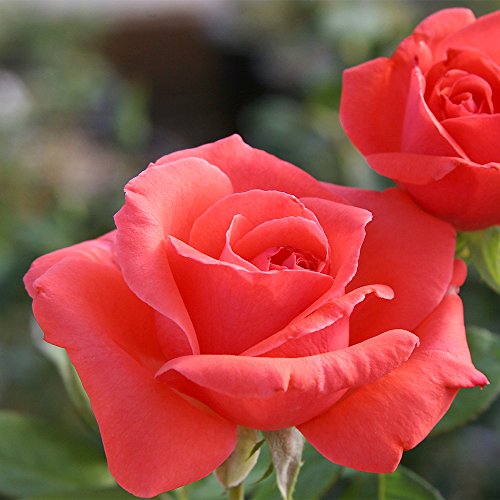 Fragrant Climbing Rose Live Plant E516357
