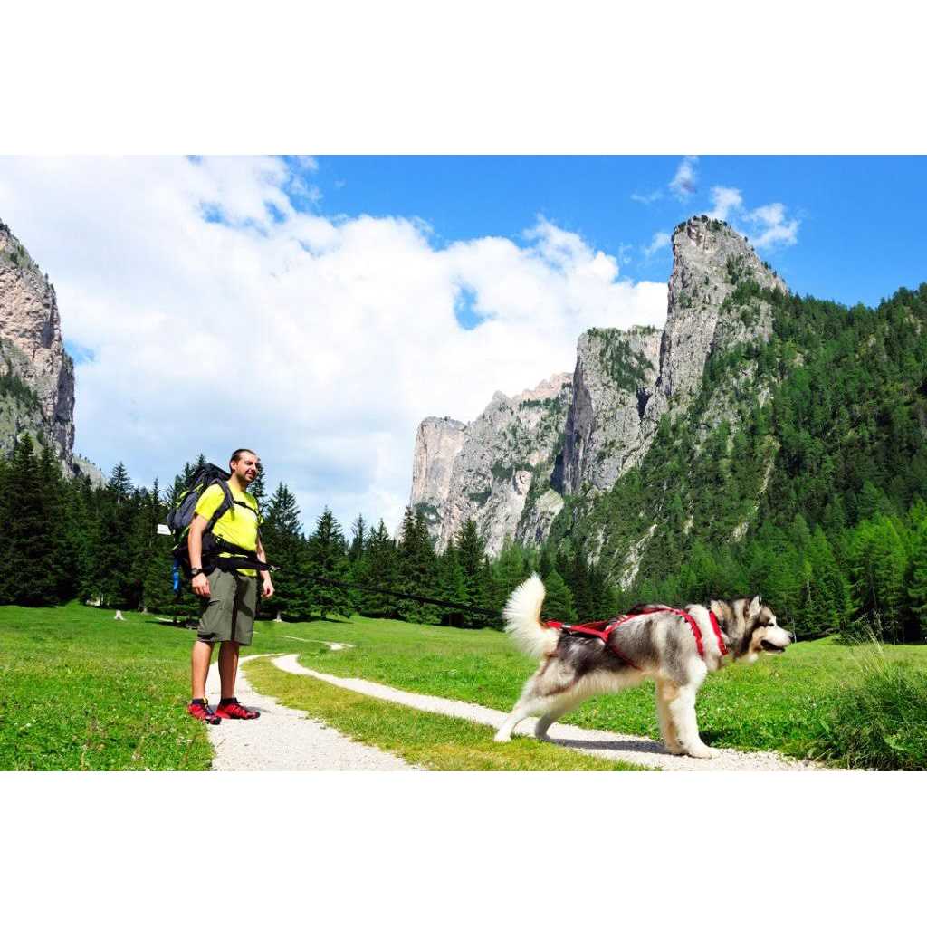 Dog Pulling Harness Y7635