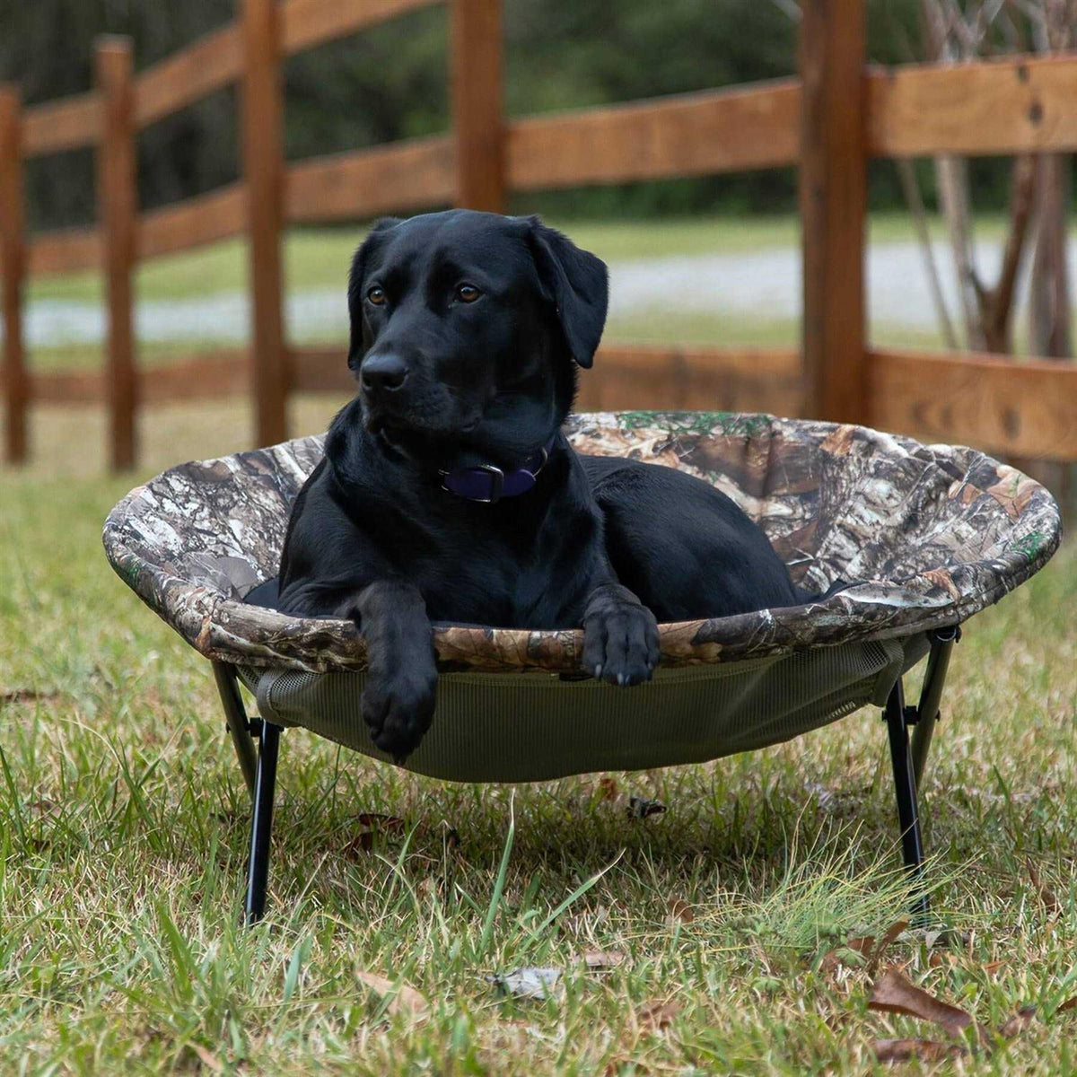 Elevated Pet Cot Z3846
