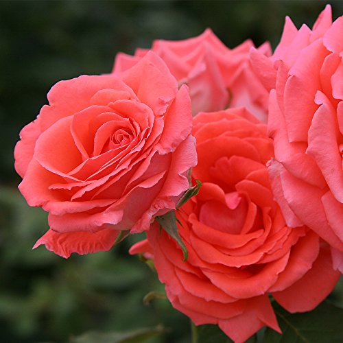 Fragrant Climbing Rose Live Plant E516357