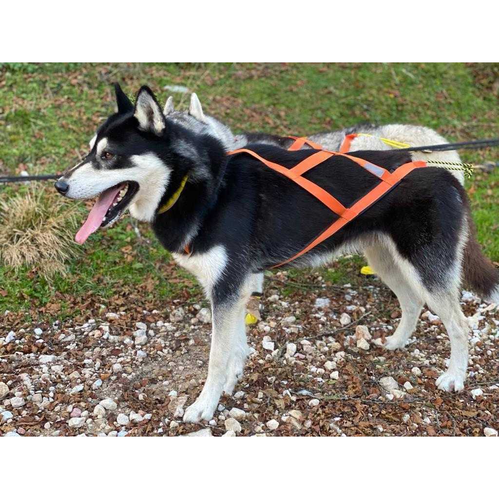 Dog Pulling Harness Y7635