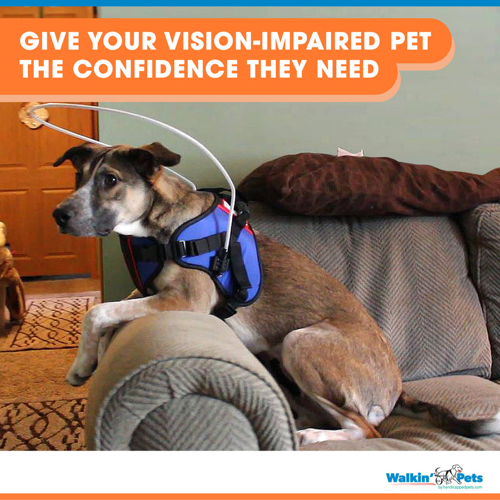 Blind Dog Halo Harness for Pets Over 30 lbs B981174