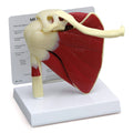 Muscled Shoulder Model M6602