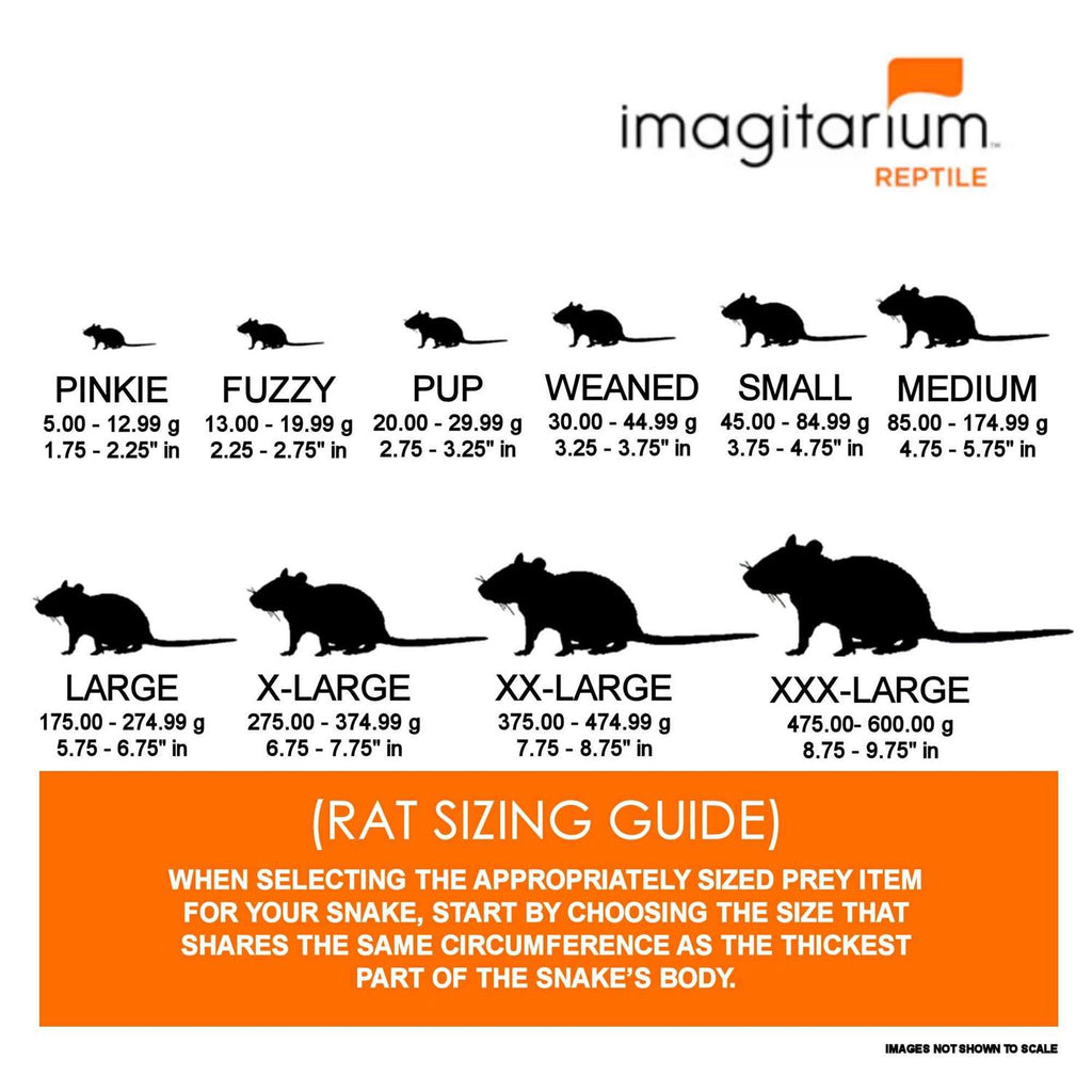 Small Pet Rat Q1731