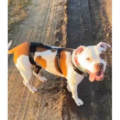 Dog & Cat Knee Brace B157674