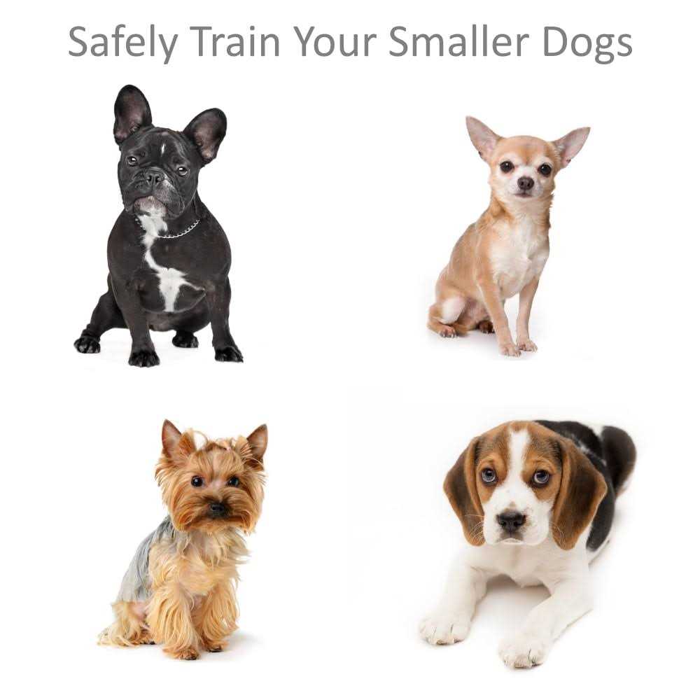 Shock Collar for Small Dogs with Remote N93125