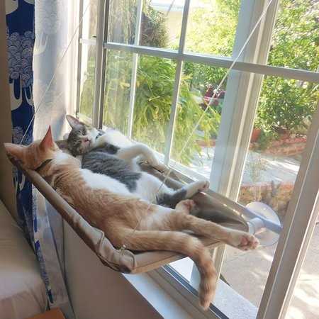 Cat Window Hammock Bed C7358