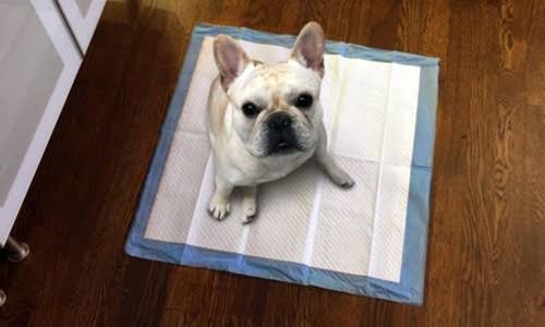 400 Pack Puppy Training Pads N470